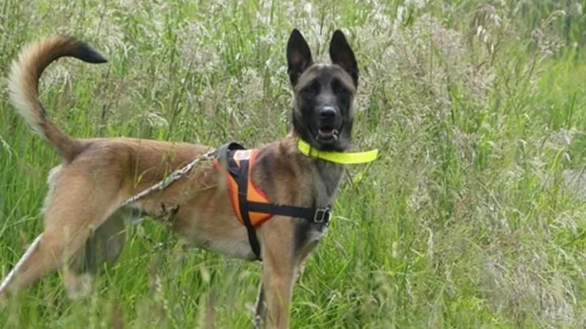 Illustration : "Sauvée par des gendarmes, une chienne quitte sa vie de négligence pour intégrer une brigade cynophile "