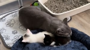 Illustration : "Un chat endosse tendrement le rôle de papa de substitution en rencontrant les 2 chatons orphelins accueillis par sa propriétaire (vidéo)"