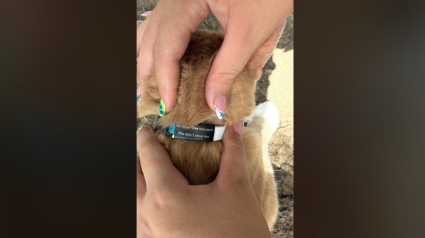 Illustration : "Je suis gentil, ne me volez pas”, un chat s’approche d’une femme dans un parc et découvre une drôle de note accrochée sur son collier