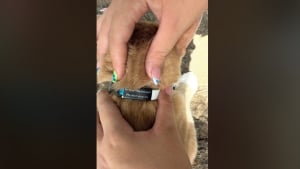 Illustration : "Je suis gentil, ne me volez pas”, un chat s’approche d’une femme dans un parc et découvre une drôle de note accrochée sur son collier