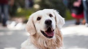 Illustration : "Après avoir récupéré un chien abandonné pendant 6 mois par ses voisins, cette jeune femme doit faire face aux terribles accusations de vol de ces derniers"