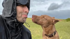 Illustration : "Liam Gallagher, le chanteur du groupe Oasis, décide d’adopter un chien errant et de financer un beau projet pour venir en aide aux petits pensionnaires d’une association (vidéo)"