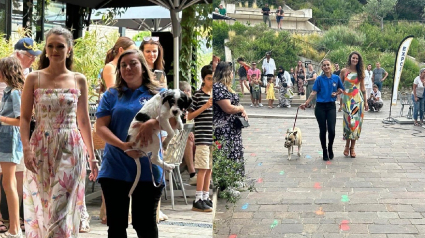 Illustration : Ils défilent sur un podium avec des chiens de refuge pour changer leur image, et un d’eux trouve enfin une famille