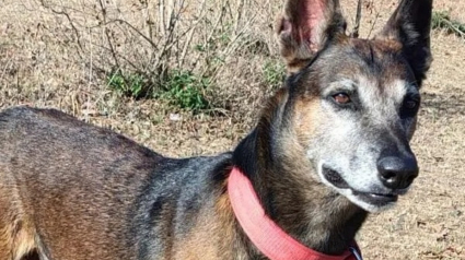 Illustration : Ce chien au flair puissant et expérimenté fait trembler les braconniers dans une réserve de tigres