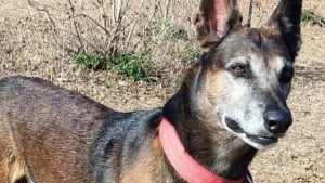Illustration : "Ce chien au flair puissant et expérimenté fait trembler les braconniers dans une réserve de tigres"