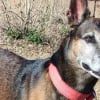 Illustration : Ce chien au flair puissant et expérimenté fait trembler les braconniers dans une réserve de tigres