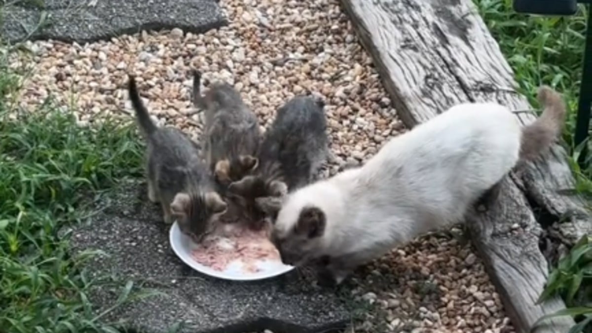 Illustration : "Une femme nourrit quotidiennement une chatte errante qui revient un matin avec une adorable famille (vidéo)"