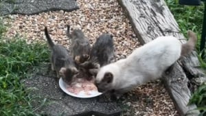Illustration : "Une femme nourrit quotidiennement une chatte errante qui revient un matin avec une adorable famille (vidéo)"