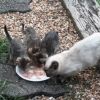 Illustration : Une femme nourrit quotidiennement une chatte errante qui revient un matin avec une adorable famille (vidéo)