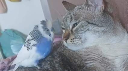 Illustration : Un chat et une perruche deviennent d'inséparables amis malgré leurs différences (vidéo)