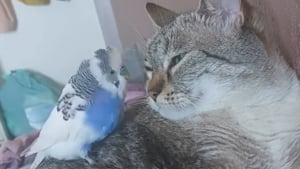 Illustration : "Un chat et une perruche deviennent d'inséparables amis malgré leurs différences (vidéo)"