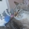 Illustration : Un chat et une perruche deviennent d'inséparables amis malgré leurs différences (vidéo)