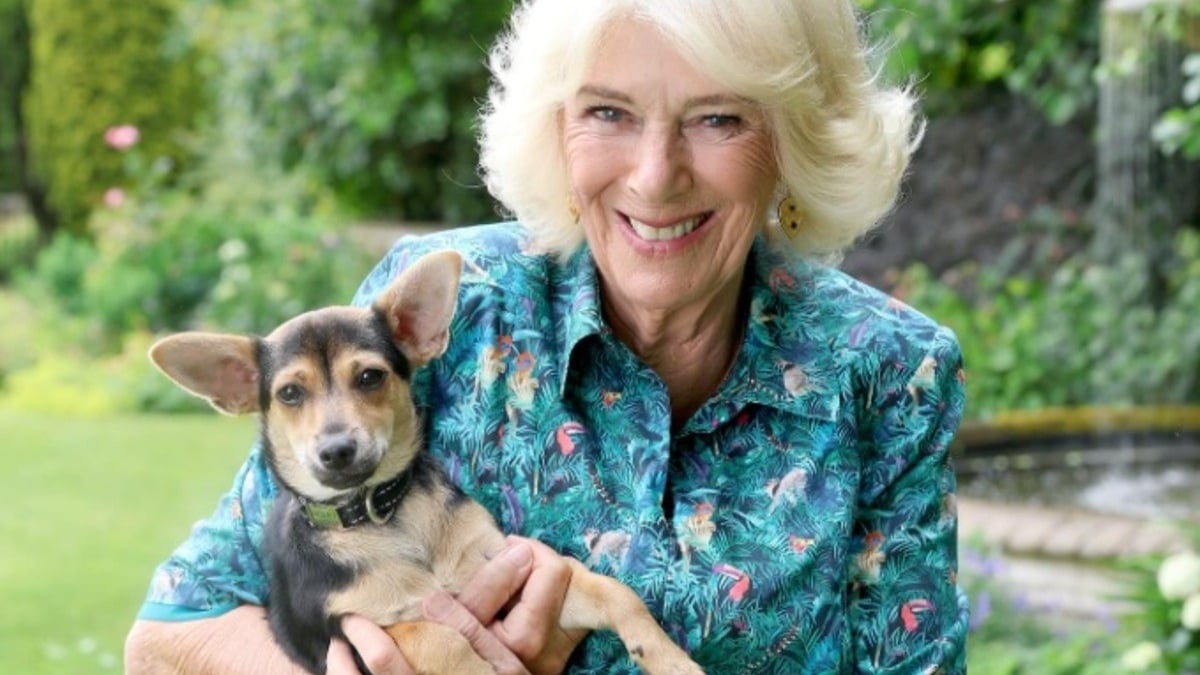 Illustration : "La reine Camilla rend visite aux pensionnaires du refuge où elle a adopté sa chienne dont elle dévoile un adorable portrait"