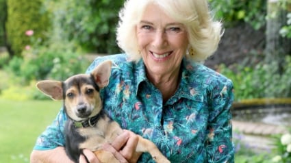 Illustration : La reine Camilla rend visite aux pensionnaires du refuge où elle a adopté sa chienne dont elle dévoile un adorable portrait