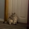 Illustration : "C’est la première fois de sa vie qu’elle se sent bien", une chatte errante perd 9 kilos et commence enfin à vivre pleinement sa vie
