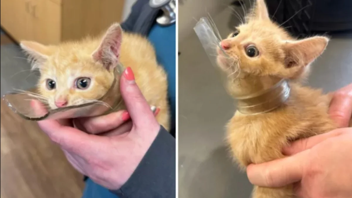 Illustration : "Véritable battant, ce chaton errant survit avec un bocal en verre cassé autour du cou et lutte contre le typhus"