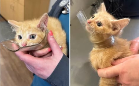 Véritable battant, ce chaton errant survit avec un bocal en verre cassé autour du cou et lutte contre le typhus