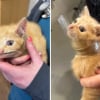 Illustration : Véritable battant, ce chaton errant survit avec un bocal en verre cassé autour du cou et lutte contre le typhus