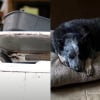 Illustration : Un chien survit à une inondation en se réfugiant dans un lave-linge