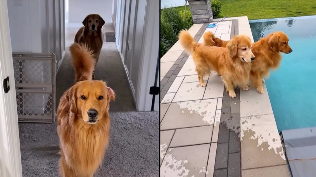 Illustration : "En comprenant qu’ils vont aller se baigner, ces 2 chiens amoureux de la piscine peinent à contenir leur joie (vidéo)"