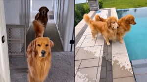 Illustration : "En comprenant qu’ils vont aller se baigner, ces 2 chiens amoureux de la piscine peinent à contenir leur joie (vidéo)"