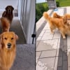 Illustration : En comprenant qu’ils vont aller se baigner, ces 2 chiens amoureux de la piscine peinent à contenir leur joie (vidéo)