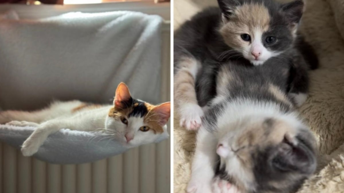 Illustration : "Ils n'avaient que quelques heures, des vétérinaires réalisent une césarienne rare pour sauver une chatte et son petit"