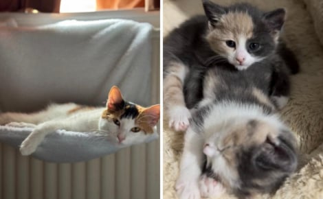 Ils n'avaient que quelques heures, des vétérinaires réalisent une césarienne rare pour sauver une chatte et son petit
