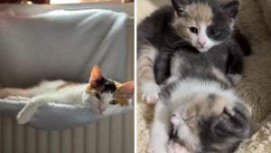 Illustration : "Ils n'avaient que quelques heures, des vétérinaires réalisent une césarienne rare pour sauver une chatte et son petit"