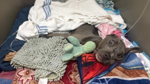 Illustration : "Je pense qu'elle s'en sortira", abandonnée dans une benne, cette chienne ne pesait plus que 10 kg lorsque les secours sont arrivés