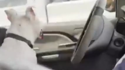 Illustration : Une femme sauve un chien enfermé dans une voiture garée au soleil, un policier sanctionné pour sa réaction