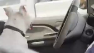 Illustration : "Une femme sauve un chien enfermé dans une voiture garée au soleil, un policier sanctionné pour sa réaction"