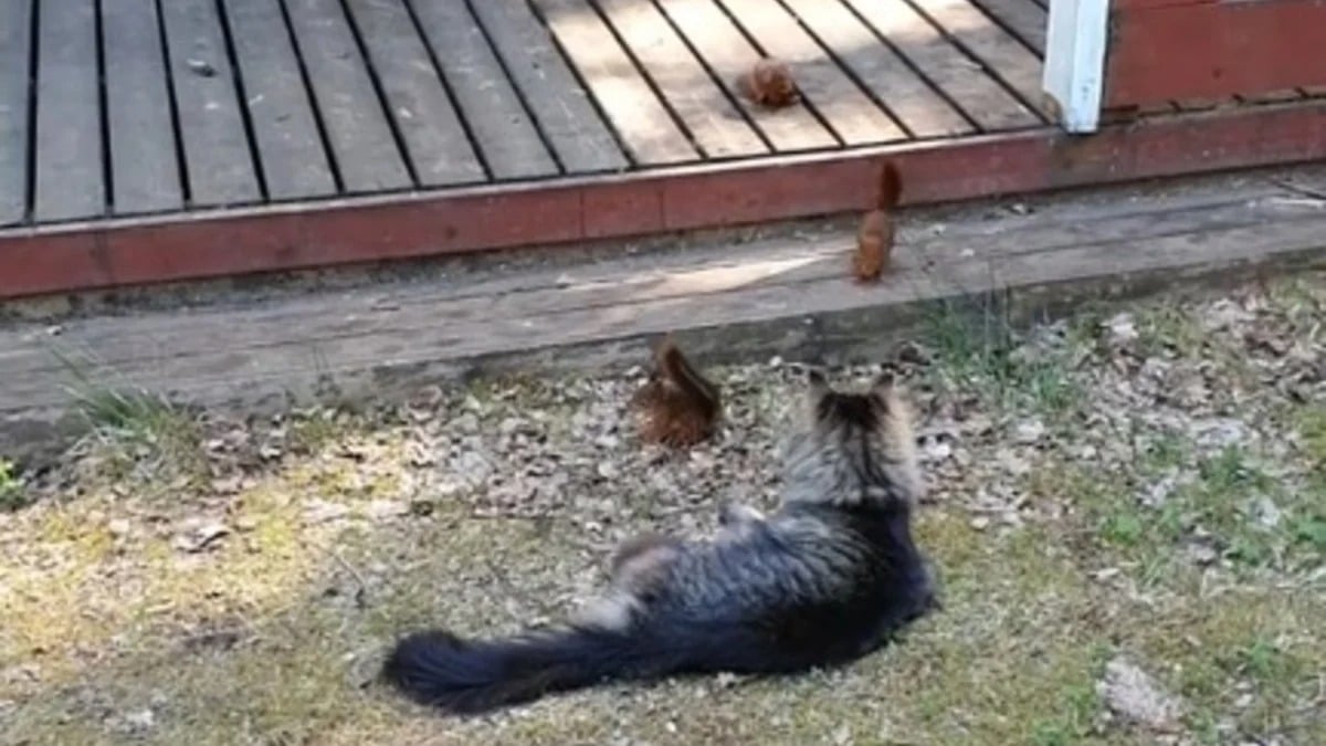 Illustration : "Harcelé par 3 bébés écureuils, ce chat se laisse totalement faire et tente même de jouer avec eux (vidéo)"