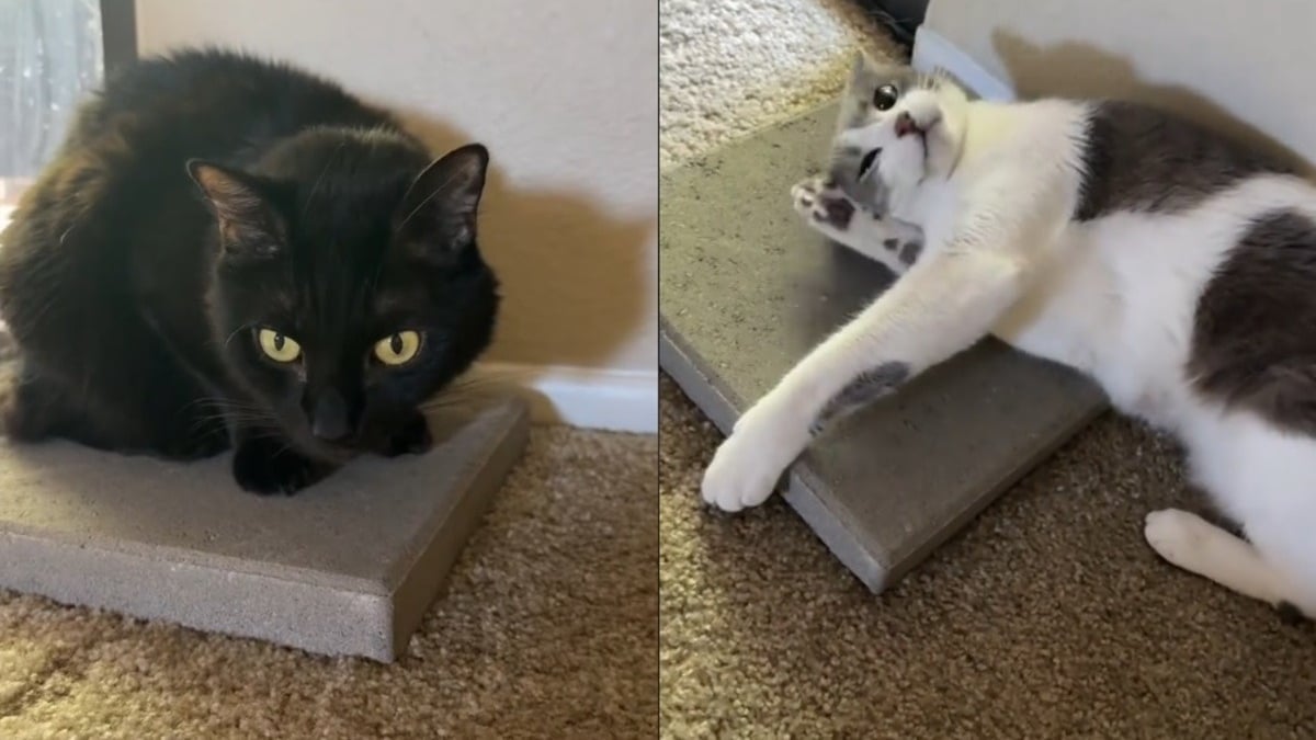 Illustration : "Ces 2 chats snobant leurs confortables paniers pour un bloc de béton illustrent parfaitement la logique féline (vidéo)"