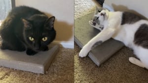 Illustration : "Ces 2 chats snobant leurs confortables paniers pour un bloc de béton illustrent parfaitement la logique féline (vidéo)"