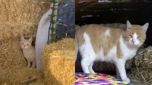 Illustration : Inquiet pour les chats errants du quartier, ce couple décide de fabriquer des abris confortables pour leur permettre de passer les jours froids en sécurité (vidéo)