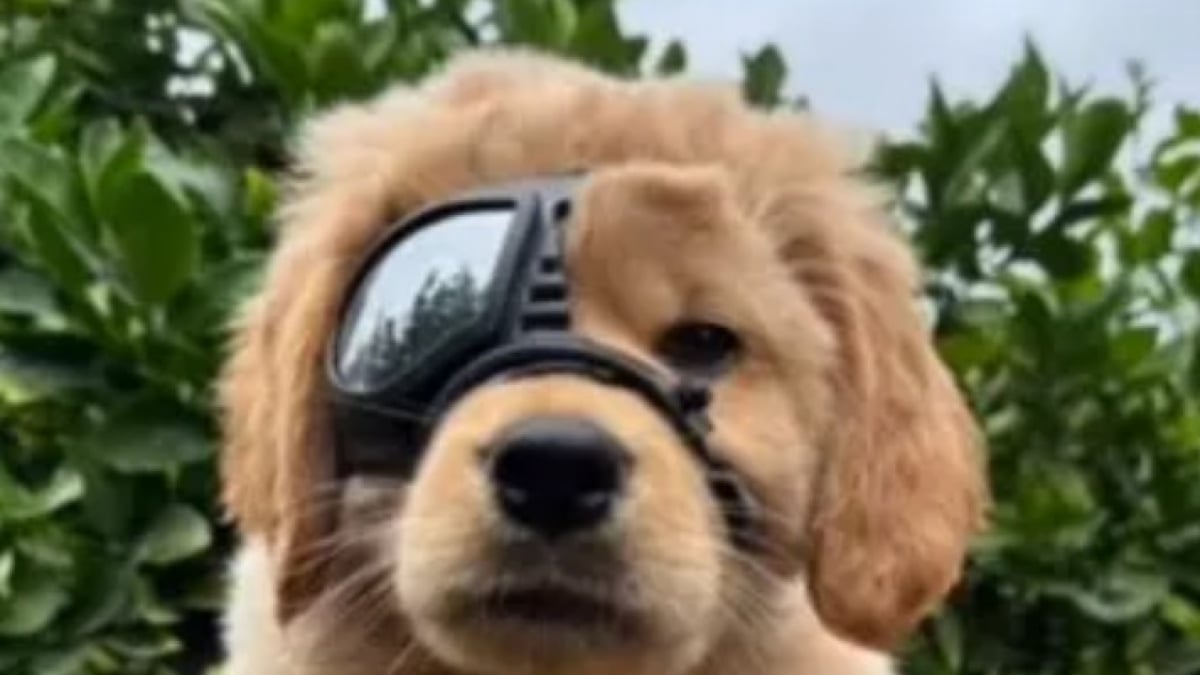 Illustration : "Ce chiot de 7 semaines contourne tous les pronostics après avoir été mordu accidentellement par un chien adulte (vidéo)"