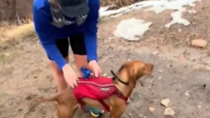 Illustration : "Cette chienne ne s’attendait pas à jouer un rôle aussi important lors de l’annonce de la grossesse de sa maîtresse (vidéo)"