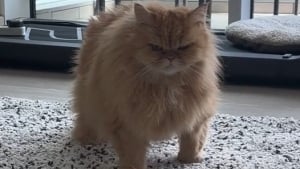 Illustration : "Avec son caractère bien trempé, cette chatte n’hésite pas à imposer ses règles pour avoir sa friandise préférée (vidéo)"