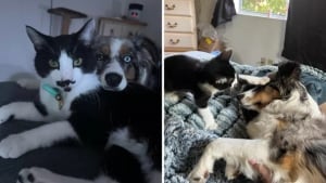 Illustration : "Traumatisée par une attaque, cette chienne d’assistance se lie d’amitié avec un chat qui l’aide à surmonter son anxiété"