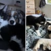 Illustration : Traumatisée par une attaque, cette chienne d’assistance se lie d’amitié avec un chat qui l’aide à surmonter son anxiété