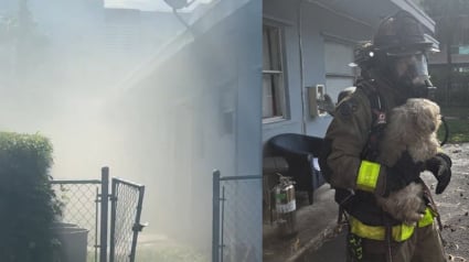 Illustration : Prête à tout pour le sauver, une policière sort un chien des flammes et part elle-même à l’hôpital