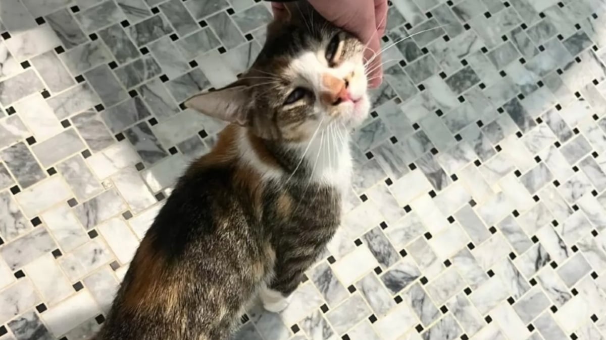 Illustration : "Abandonnée dans un parc, une chatte affamée et en manque d’amour implore l’aide des passants "