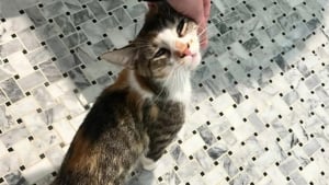 Illustration : "Abandonnée dans un parc, une chatte affamée et en manque d’amour implore l’aide des passants "