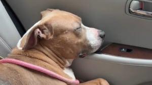 Illustration : "Epuisée par 400 nuits au refuge, une chienne s'endort dans la voiture lors d'une virée avec une bénévole émue par sa réaction (vidéo)"