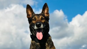 Illustration : N'écoutant que son courage, un chien policier sauve des vies en neutralisant un homme armé d’un couteau dans un bus (vidéo)