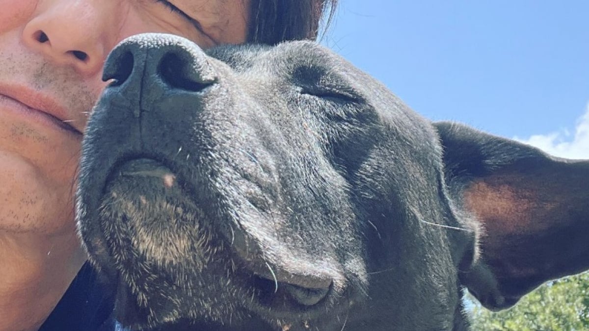 Illustration : "Après qu’un chien l’a empêché de mettre fin à ses jours, un entrepreneur vend sa Ferrari pour ouvrir un refuge "