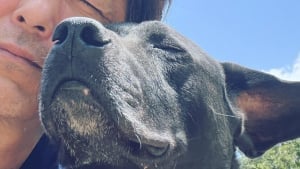 Illustration : "Après qu’un chien l’a empêché de mettre fin à ses jours, un entrepreneur vend sa Ferrari pour ouvrir un refuge "