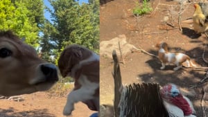 Illustration : "Un chiot rencontre pour la première fois les animaux de la ferme où il est né et reçoit un accueil qu'il n'oubliera pas (vidéo)"
