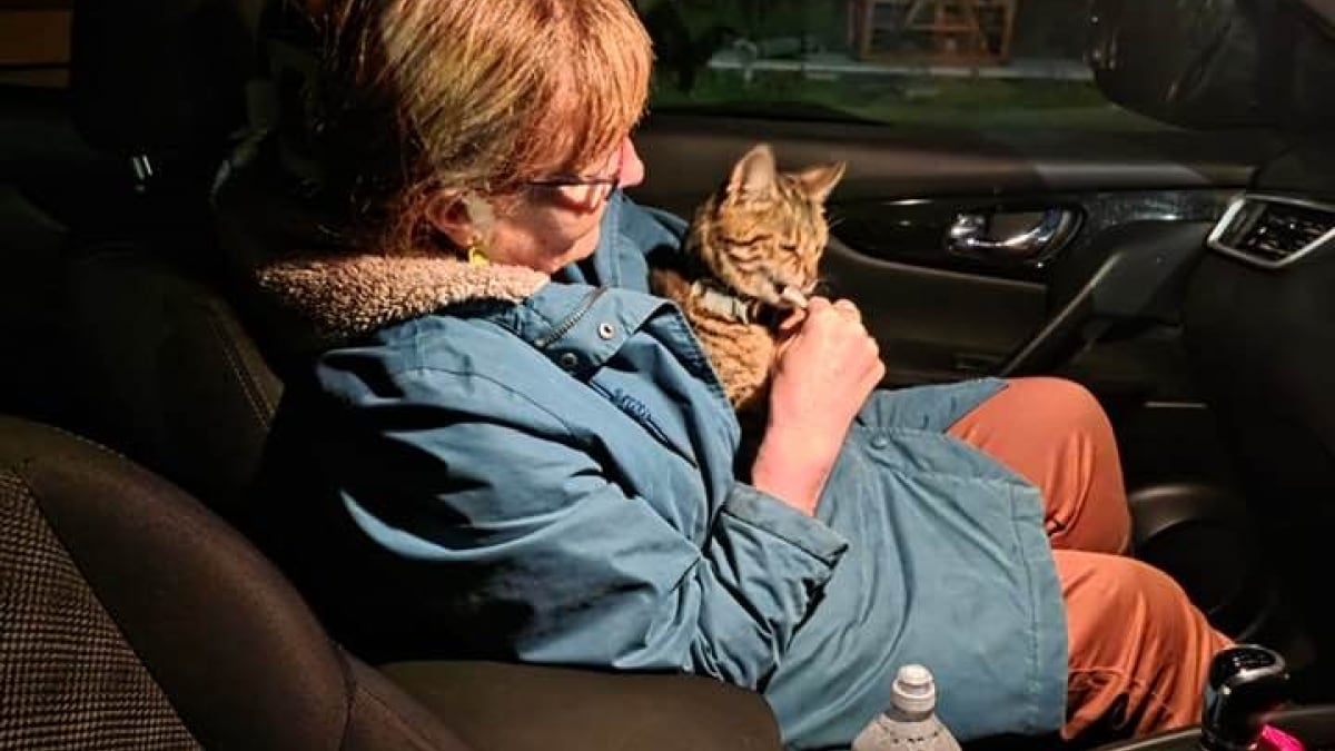 Illustration : "Son chat disparaît pendant 8 semaines, elle découvre que son voisin a tenté de s’en débarrasser"